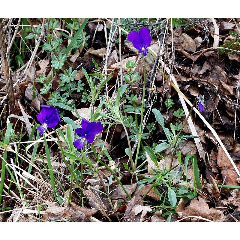 viola etrusca erben