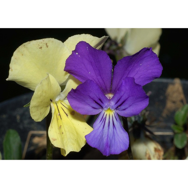 viola etrusca erben