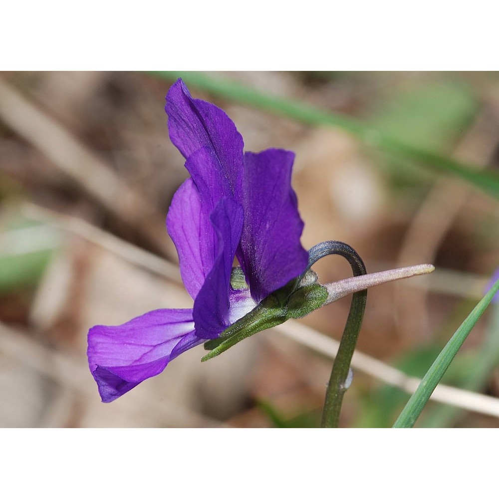 viola etrusca erben