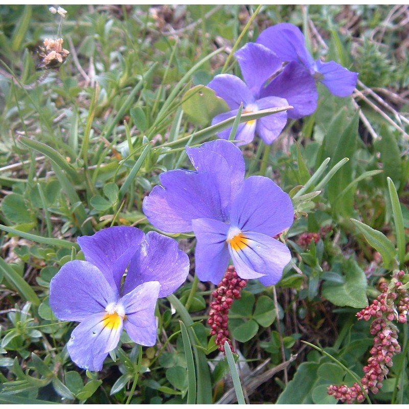 viola eugeniae parl.