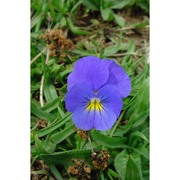 viola eugeniae parl.