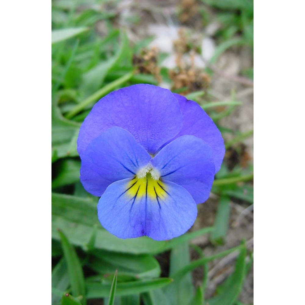 viola eugeniae parl.