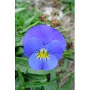 viola eugeniae parl.