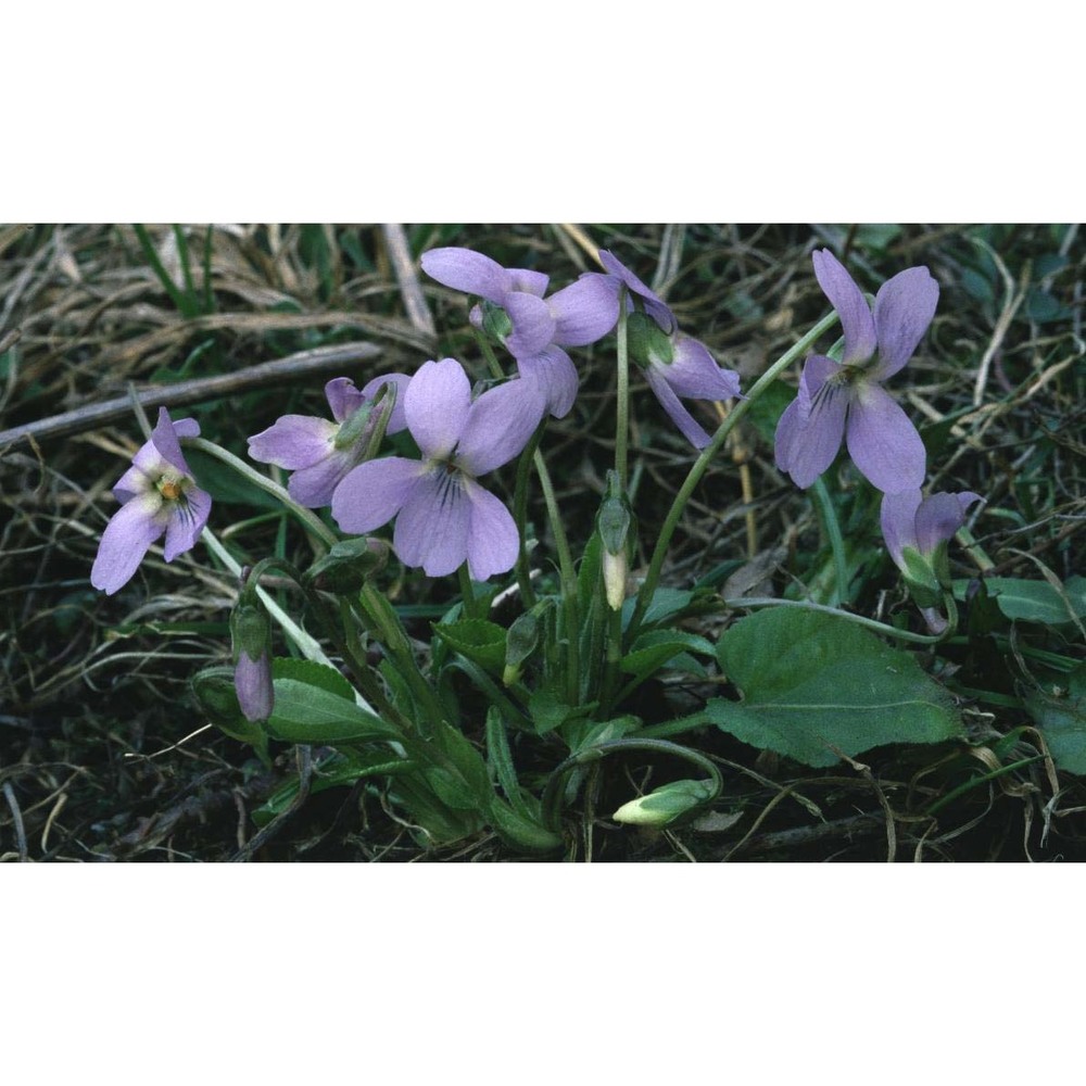 viola hirta l.