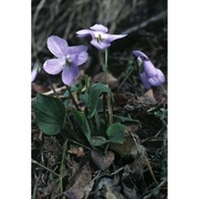 viola hirta l.