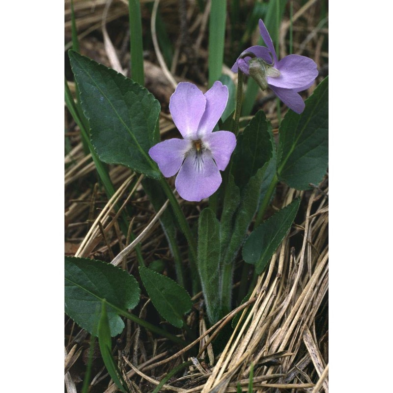 viola hirta l.