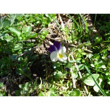 viola hymettia boiss. et heldr.