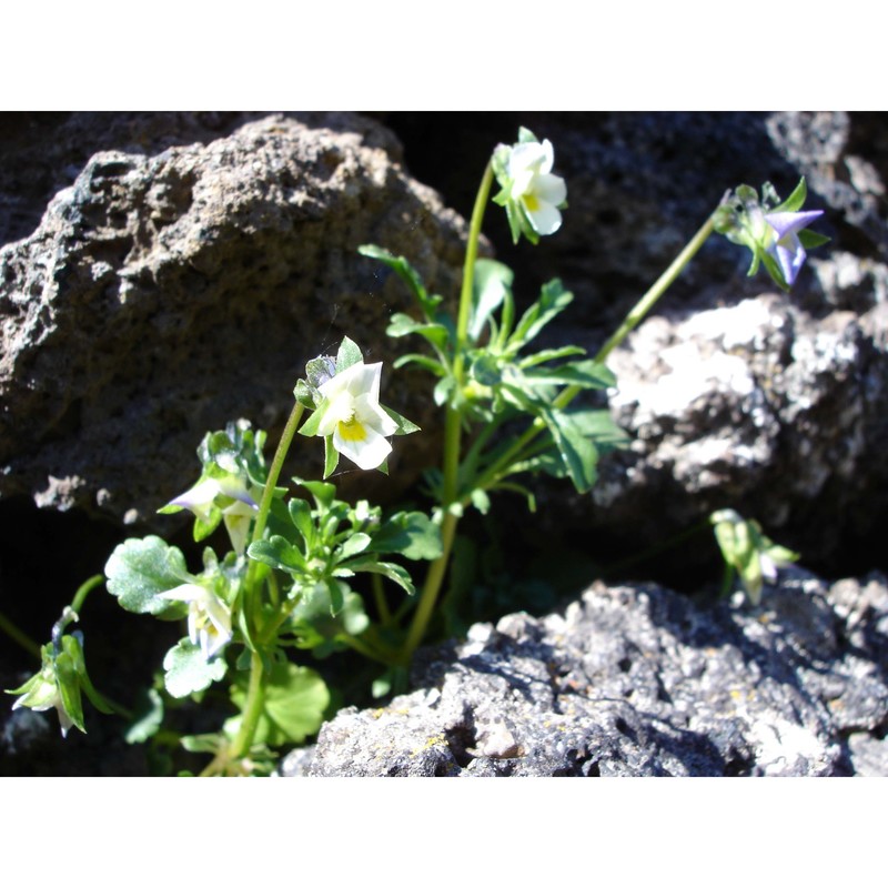 viola hymettia boiss. et heldr.