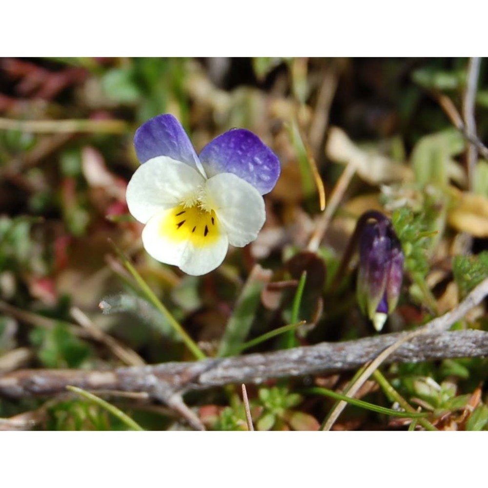 viola hymettia boiss. et heldr.