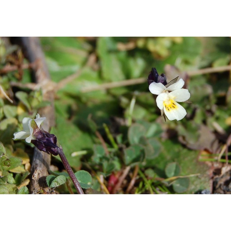 viola hymettia boiss. et heldr.