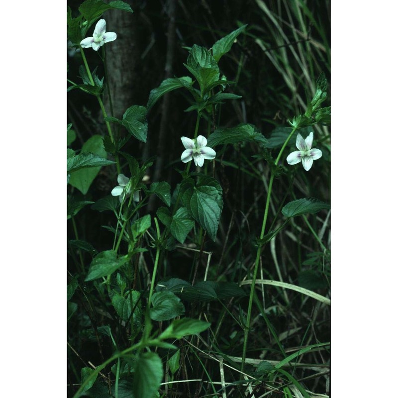 viola jordanii hanry