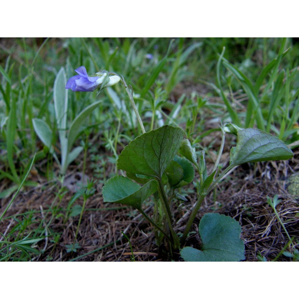 viola laricicola marcussen