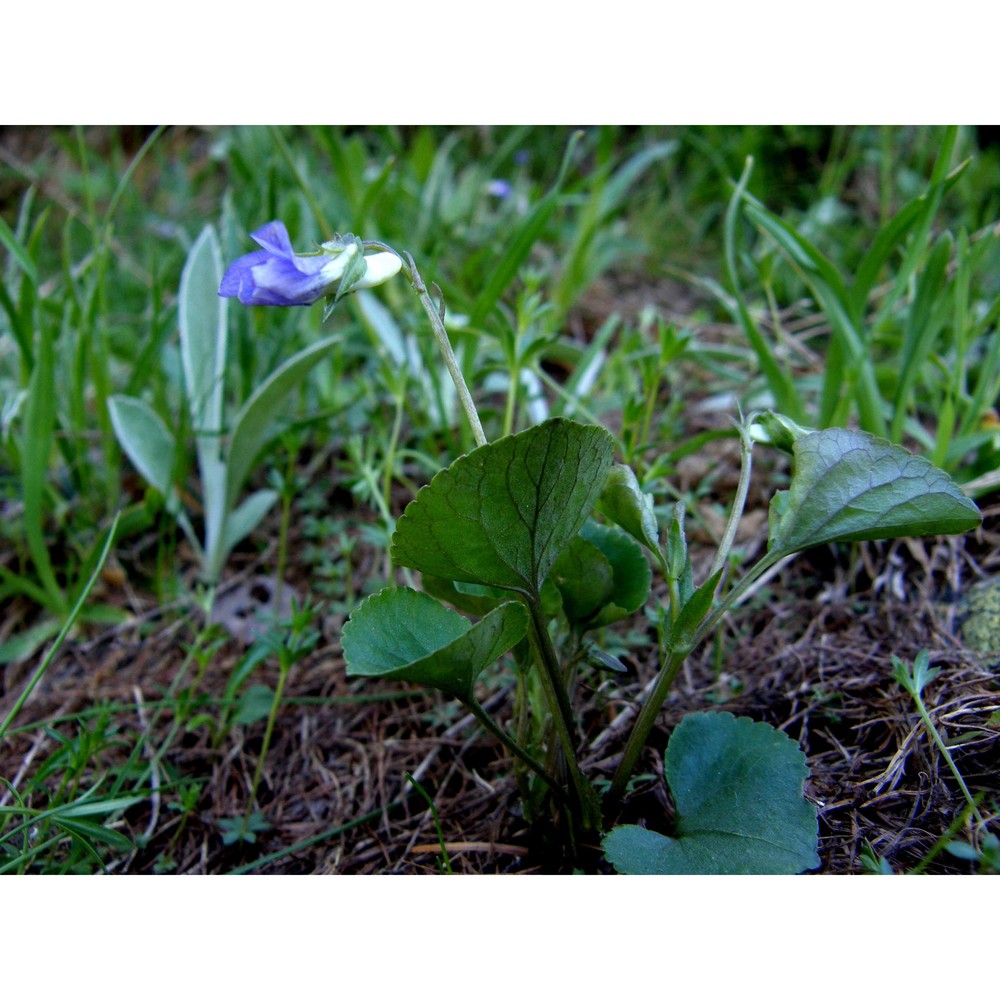 viola laricicola marcussen