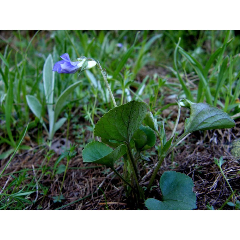 viola laricicola marcussen