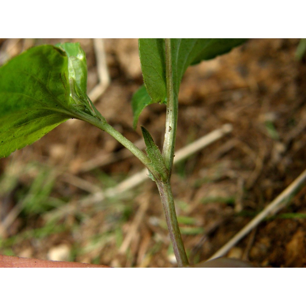 viola laricicola marcussen