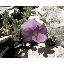 viola magellensis porta et rigo ex strobl