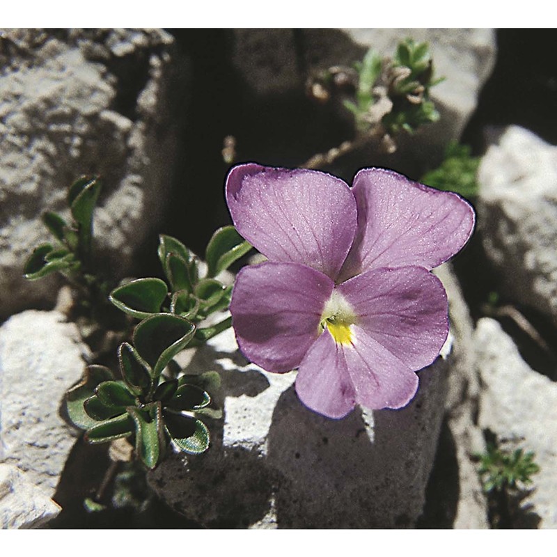 viola magellensis porta et rigo ex strobl