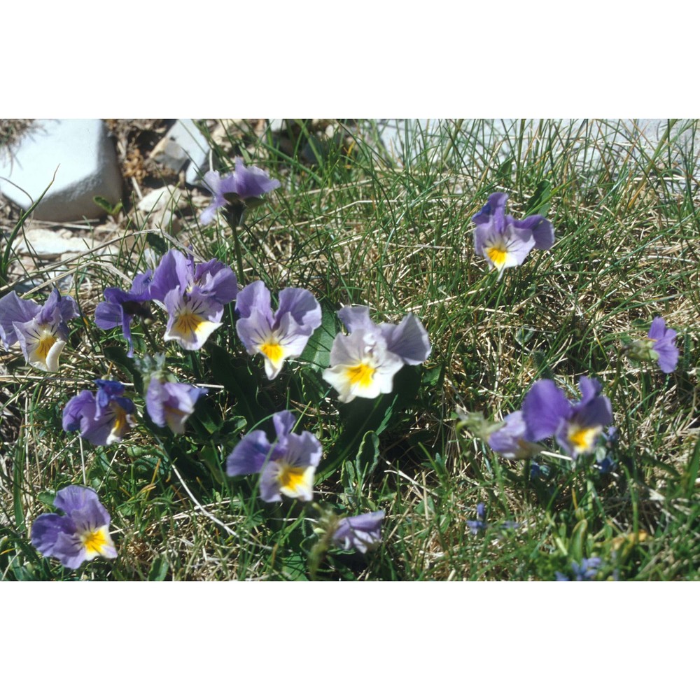 viola magellensis porta et rigo ex strobl