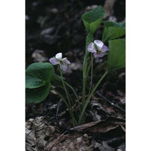 viola mirabilis l.