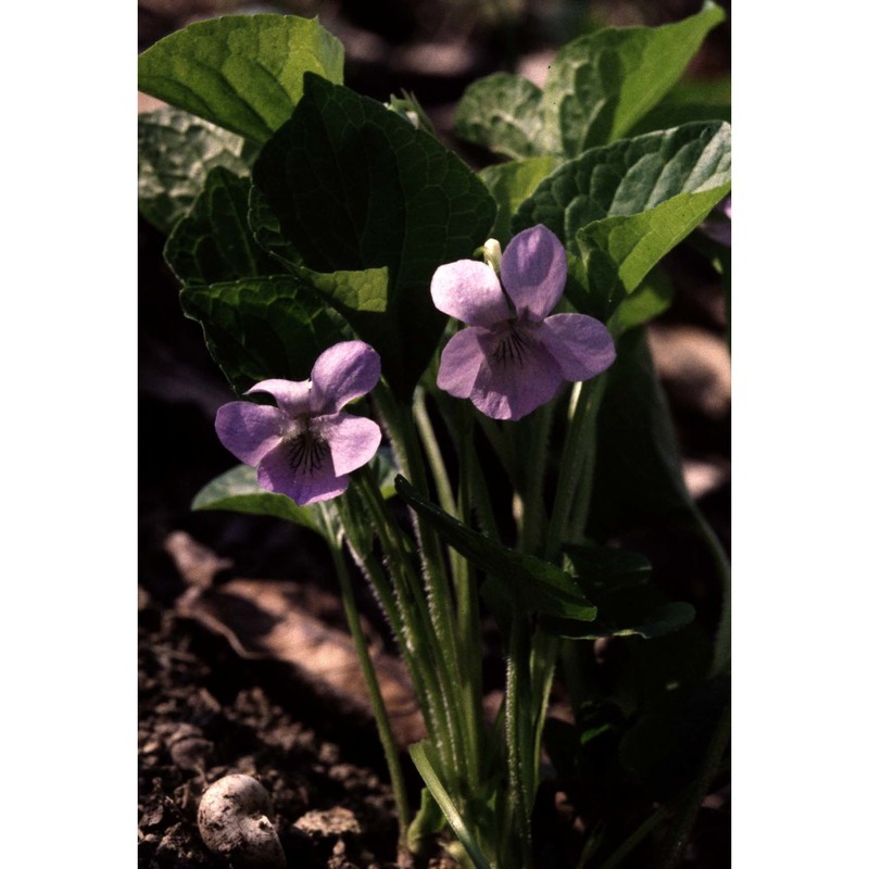 viola mirabilis l.