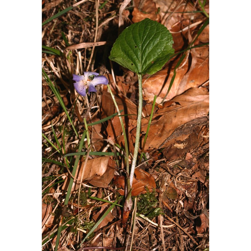 viola mirabilis l.