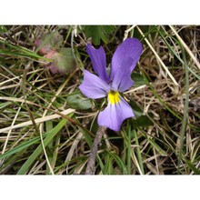 viola nebrodensis c. presl