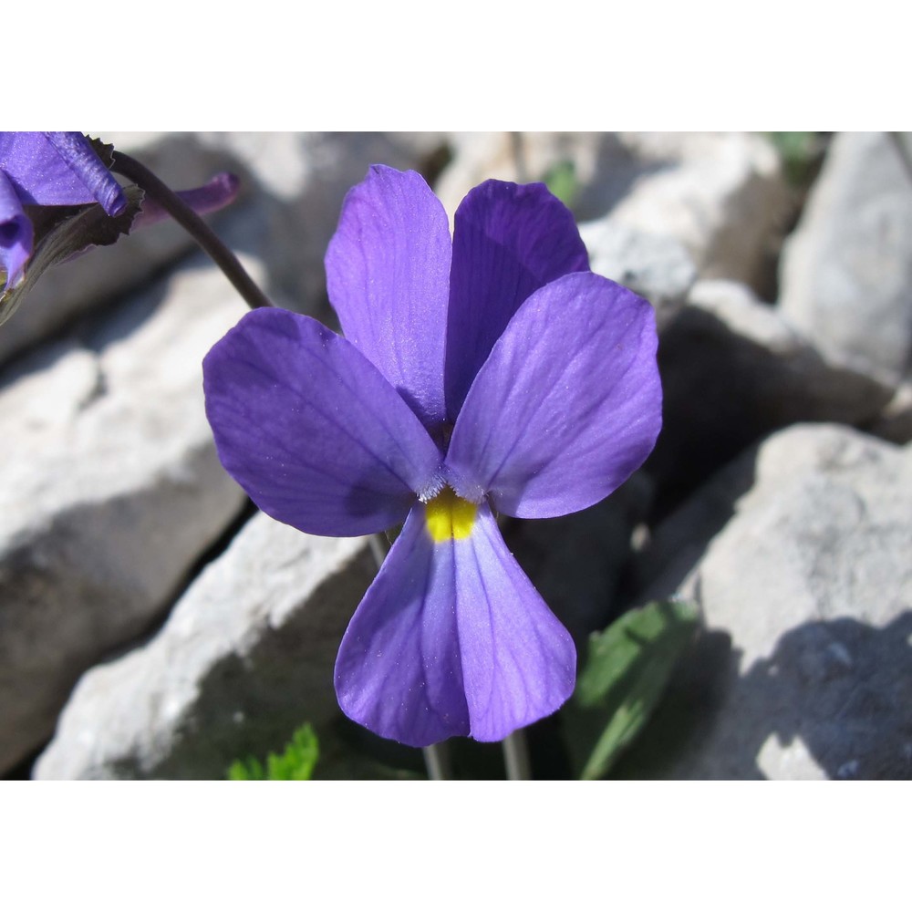 viola nebrodensis c. presl