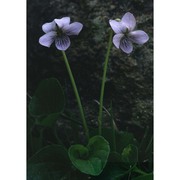 viola palustris l.