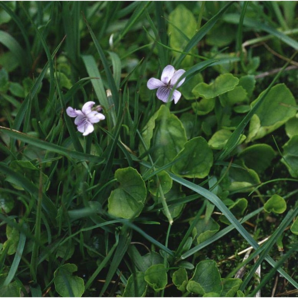 viola palustris l.