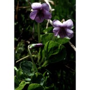 viola palustris l.