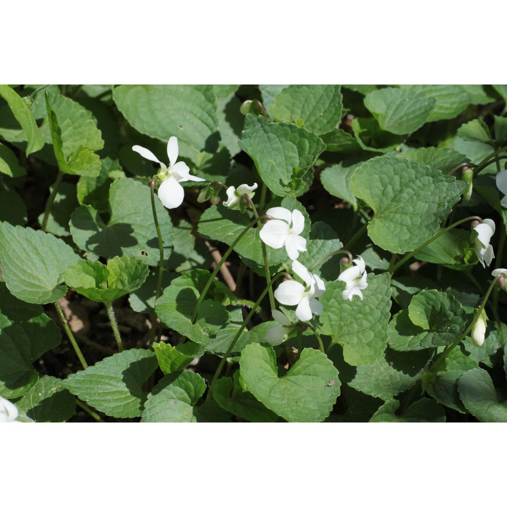 viola papilionacea pursh