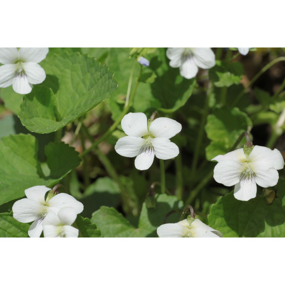 viola papilionacea pursh