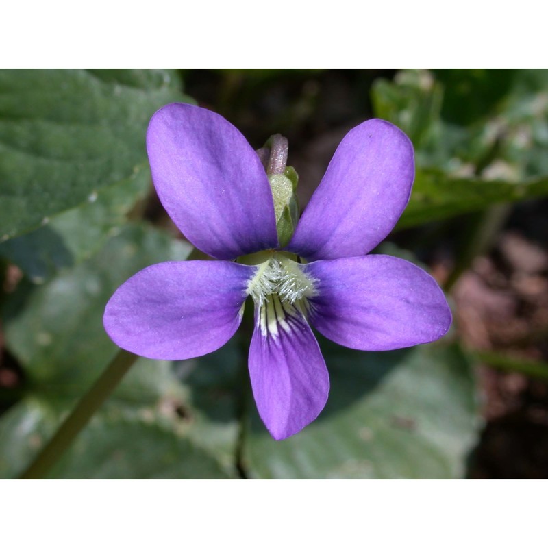 viola papilionacea pursh