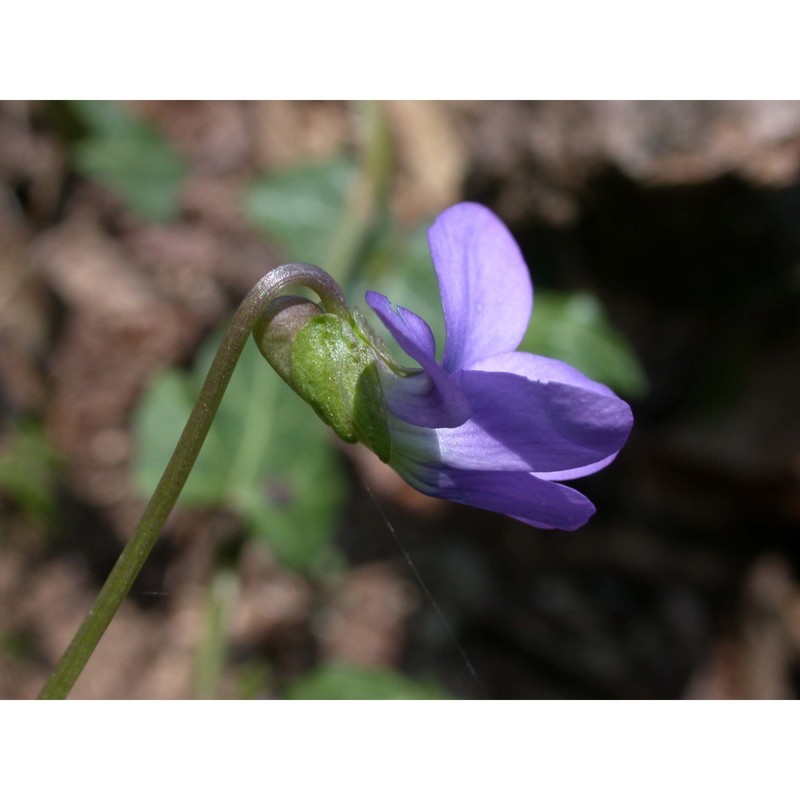 viola papilionacea pursh