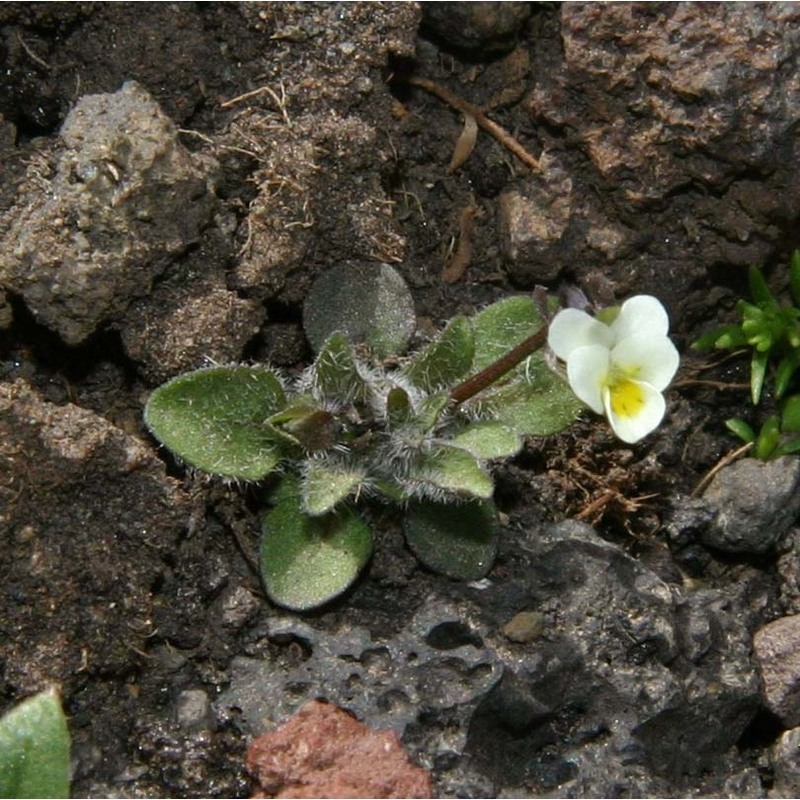 viola parvula tineo