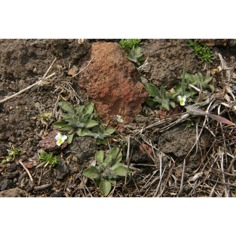 viola parvula tineo