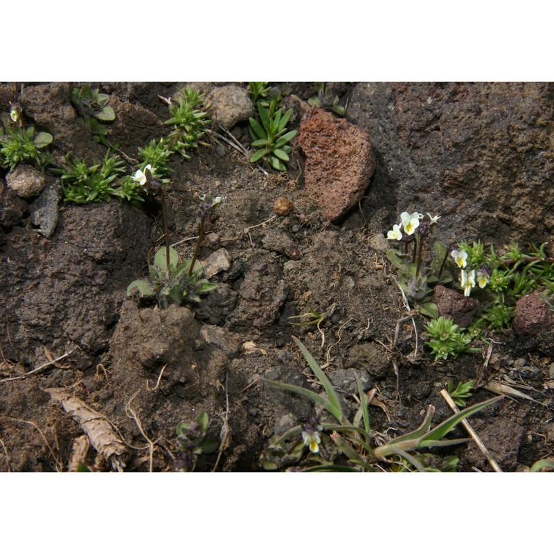 viola parvula tineo