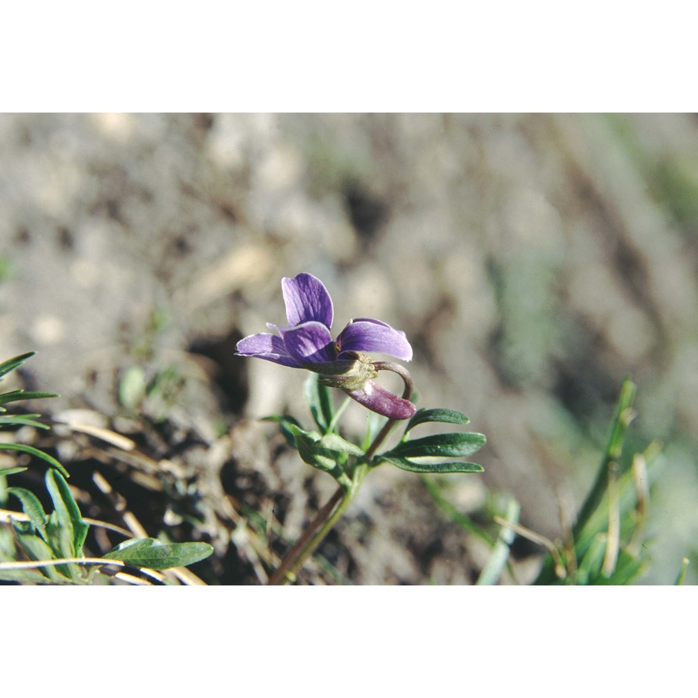 viola pinnata l.