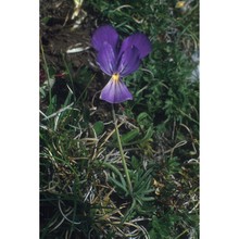 viola pseudogracilis strobl