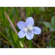 viola pumila chaix