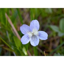 viola pumila chaix