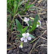 viola pumila chaix