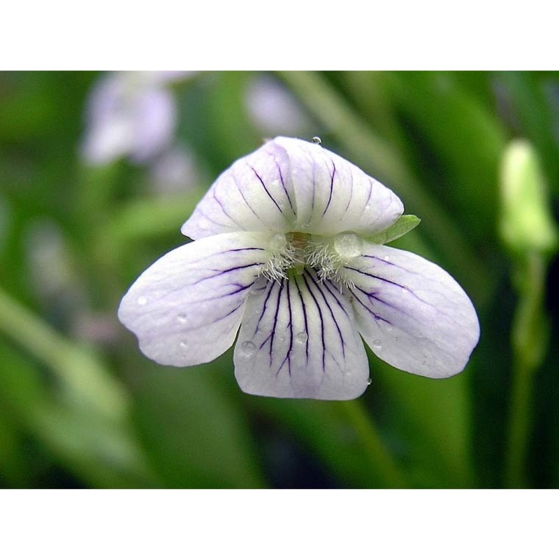 viola pumila chaix