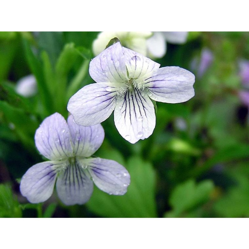 viola pumila chaix