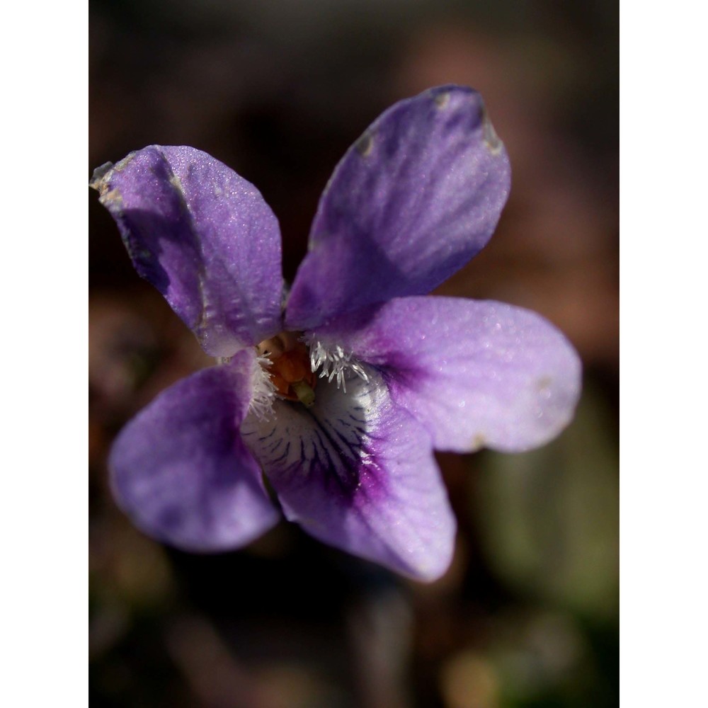 viola pyrenaica ramond ex dc.