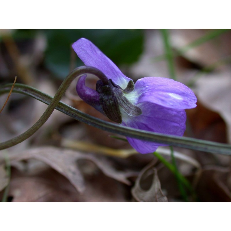 viola pyrenaica ramond ex dc.