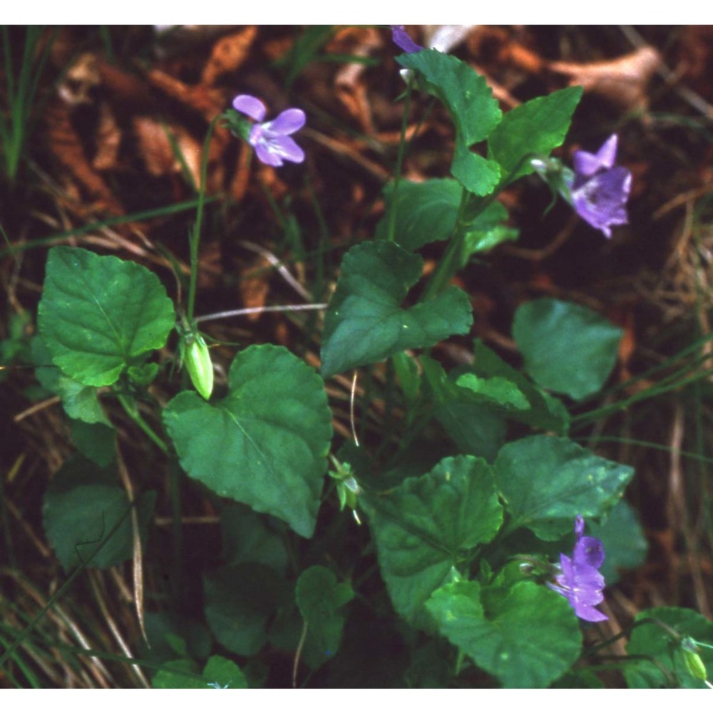 viola reichenbachiana jord. ex boreau