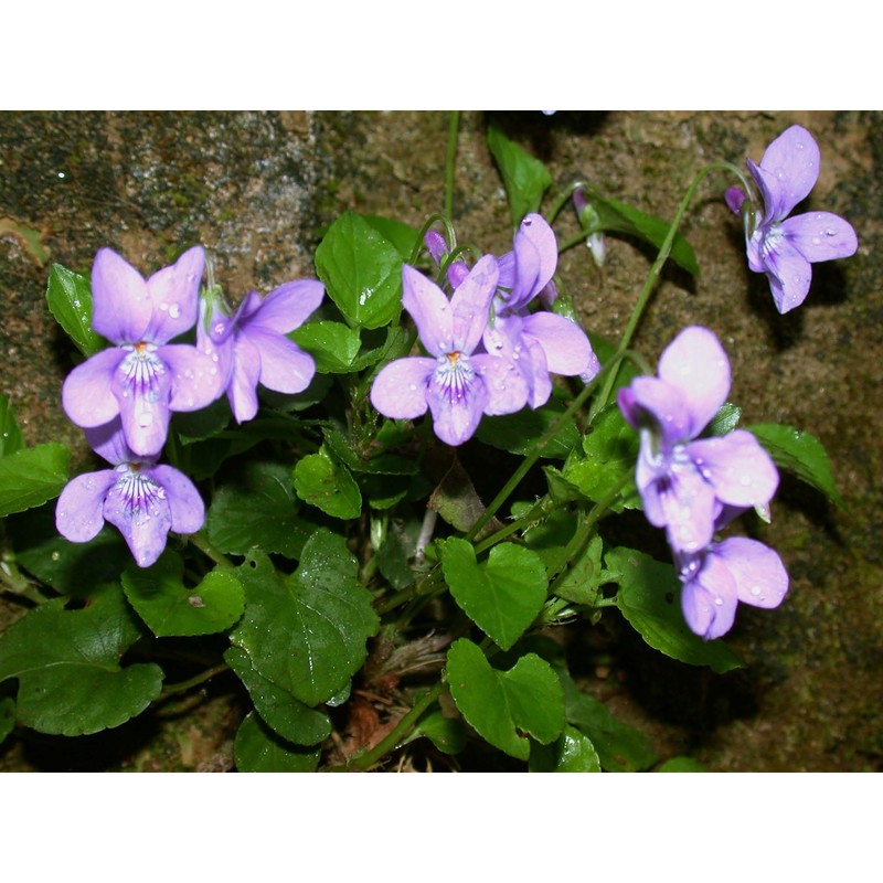viola reichenbachiana jord. ex boreau