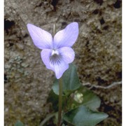 viola riviniana rchb.