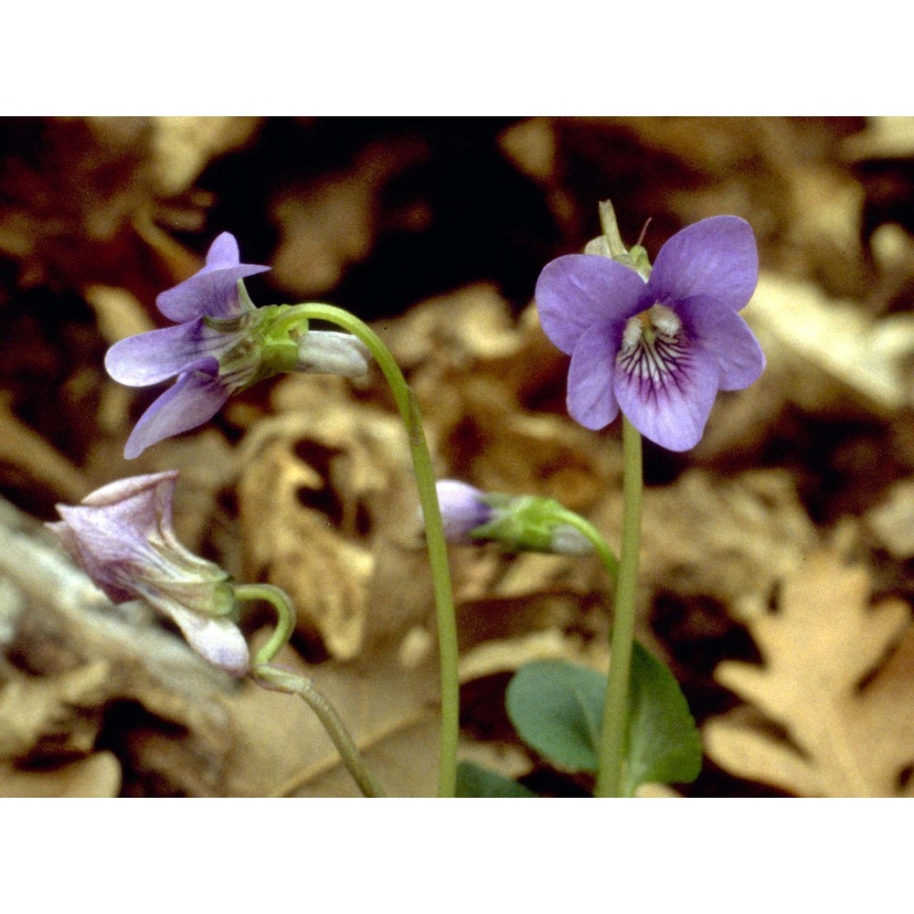 viola riviniana rchb.